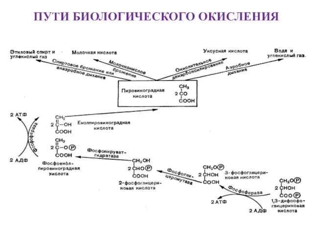 ПУТИ БИОЛОГИЧЕСКОГО ОКИСЛЕНИЯ