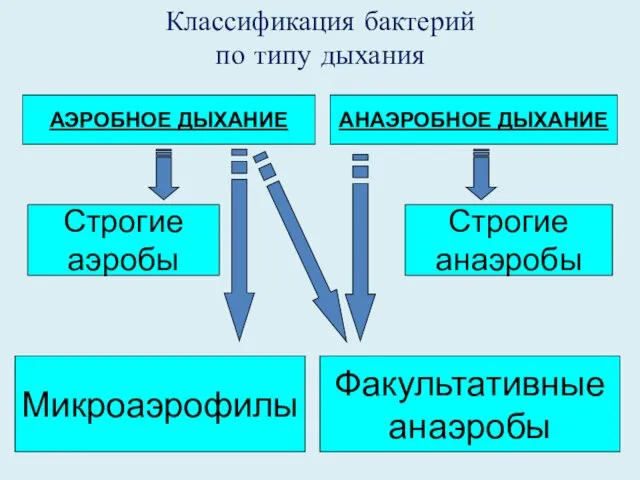 Классификация бактерий по типу дыхания АЭРОБНОЕ ДЫХАНИЕ АНАЭРОБНОЕ ДЫХАНИЕ Строгие аэробы Факультативные анаэробы Микроаэрофилы Строгие анаэробы