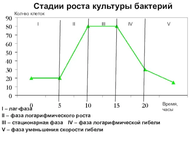 Время, часы Стадии роста культуры бактерий I II III IV V Кол-во