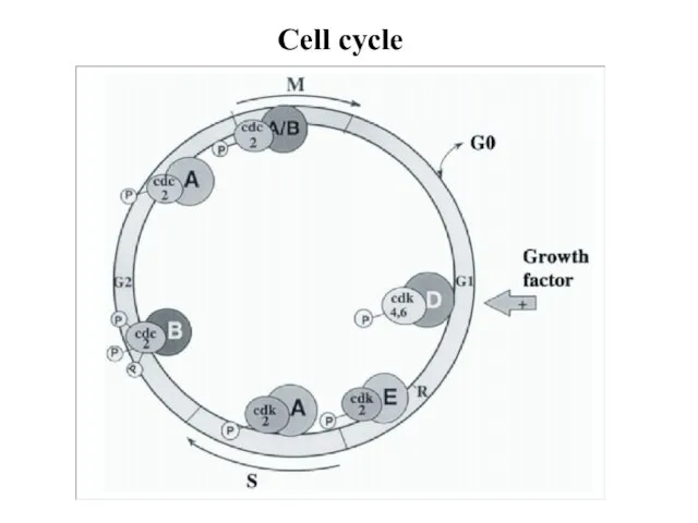 Cell cycle