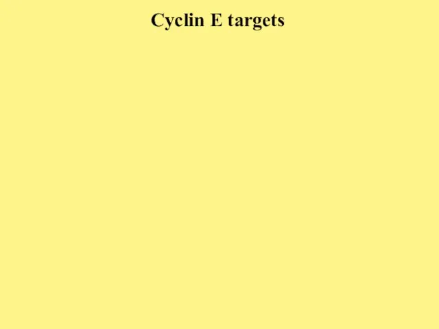 Cyclin E targets