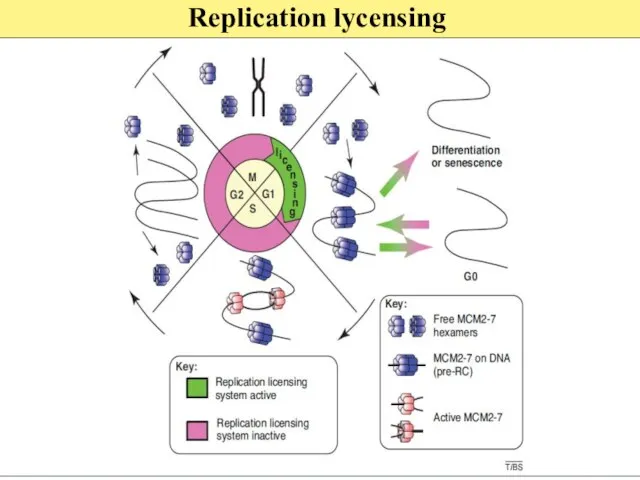 Replication lycensing