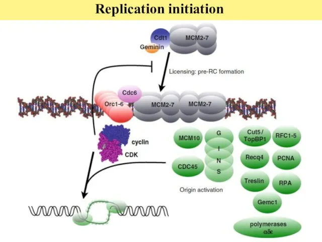 Replication initiation