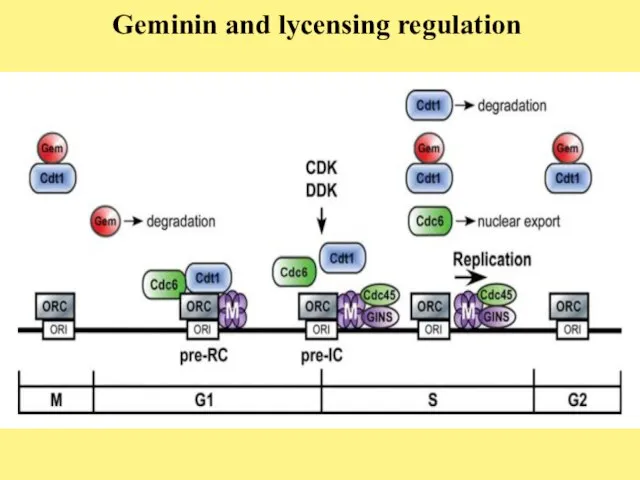 Geminin and lycensing regulation