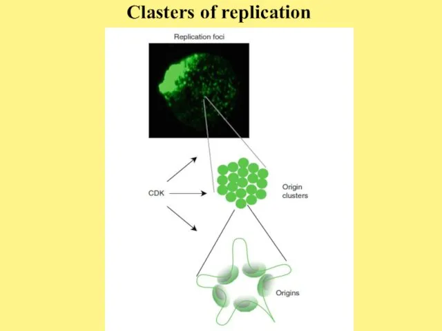 Clasters of replication