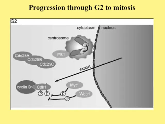 Progression through G2 to mitosis