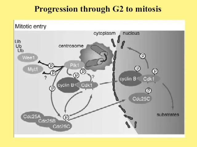 Progression through G2 to mitosis