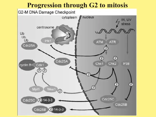 Progression through G2 to mitosis