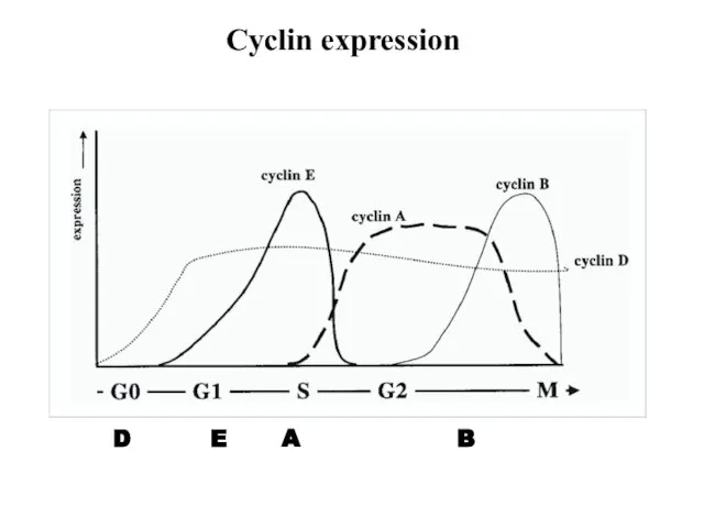 Cyclin expression D E A B