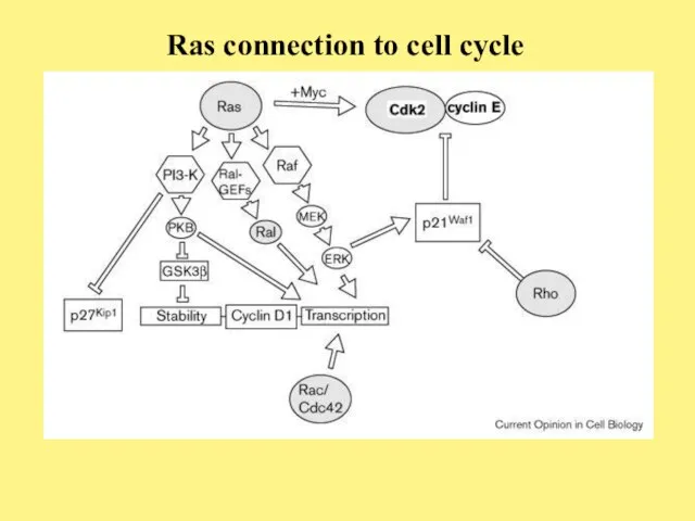 Ras connection to cell cycle