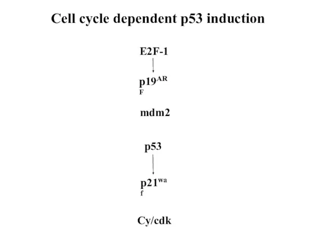 Cell cycle dependent p53 induction E2F-1 p19ARF mdm2 p53 p21waf Cy/cdk