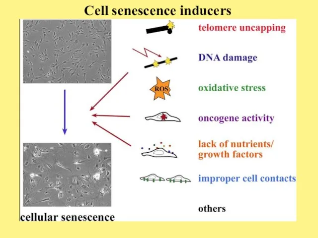 Cell senescence inducers