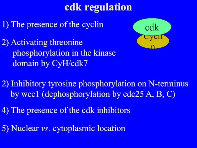 Cyclin cdk regulation 1) The presence of the cyclin 2) Activating threonine