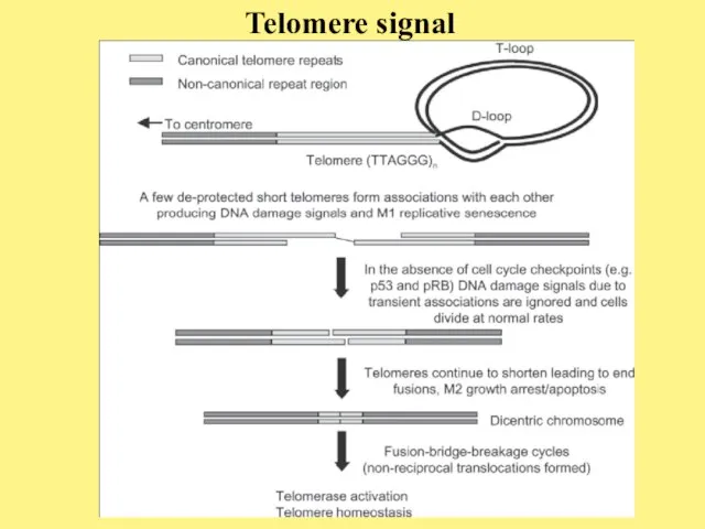 Telomere signal