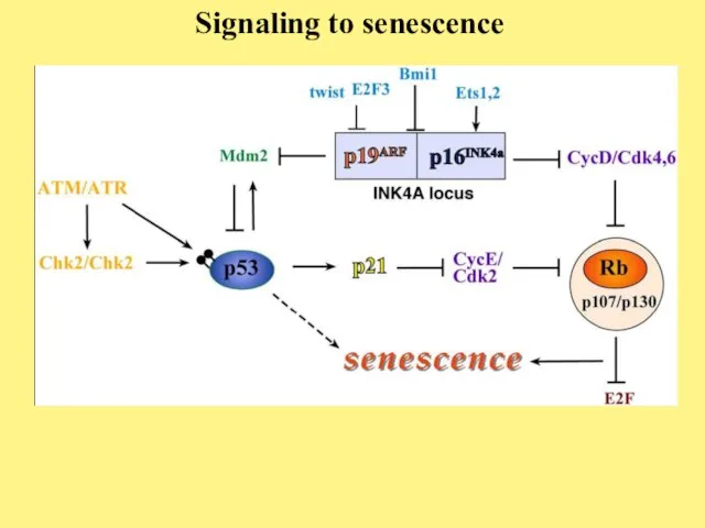 Signaling to senescence