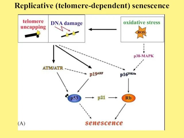 Replicative (telomere-dependent) senescence