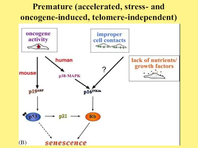 Premature (accelerated, stress- and oncogene-induced, telomere-independent) senescence