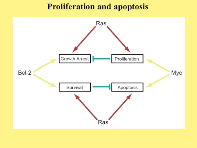 Proliferation and apoptosis