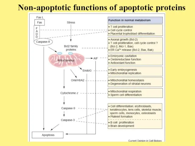 Non-apoptotic functions of apoptotic proteins