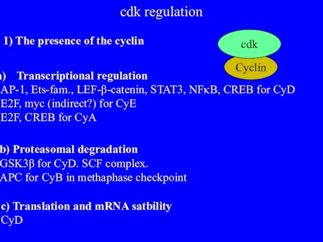 Cyclin cdk regulation 1) The presence of the cyclin cdk Transcriptional regulation