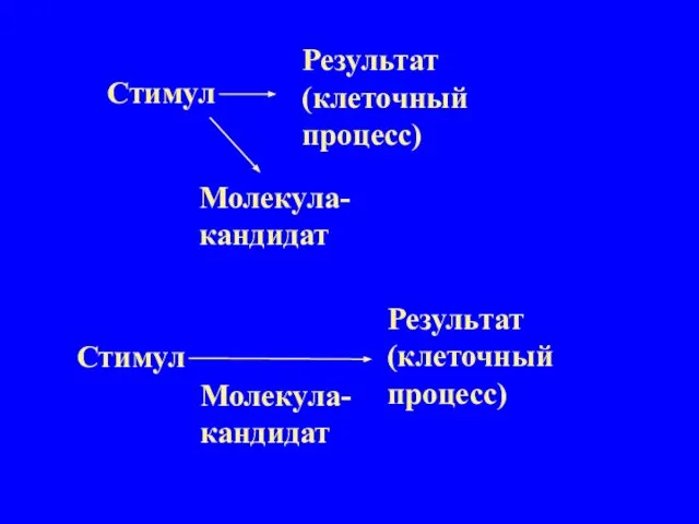 Стимул Молекула- кандидат Результат (клеточный процесс) Стимул Молекула- кандидат Результат (клеточный процесс)