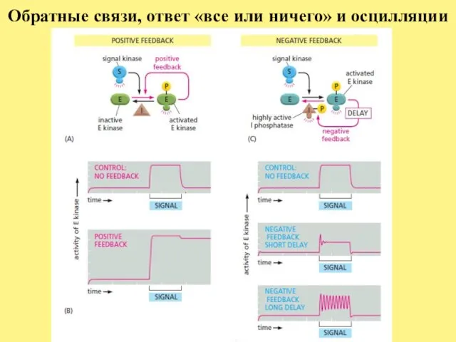 Обратные связи, ответ «все или ничего» и осцилляции