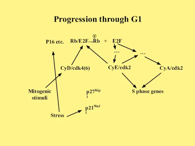 Progression through G1 CyD/cdk4(6) CyE/cdk2 CyA/cdk2 Rb/E2F Rb + E2F P p27Kip1