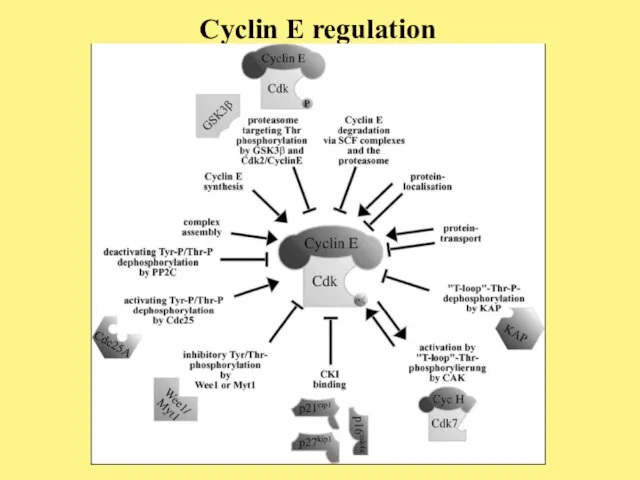 Cyclin E regulation