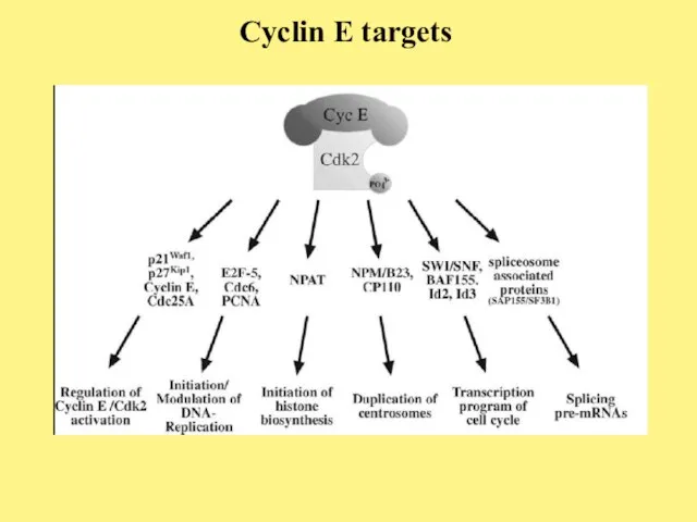 Cyclin E targets