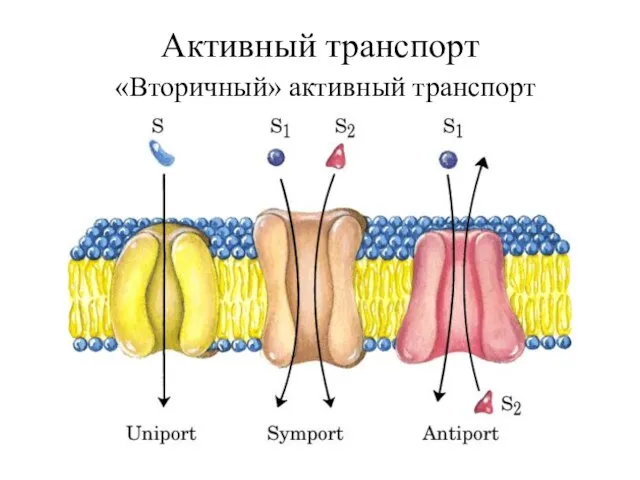 Активный транспорт «Вторичный» активный транспорт