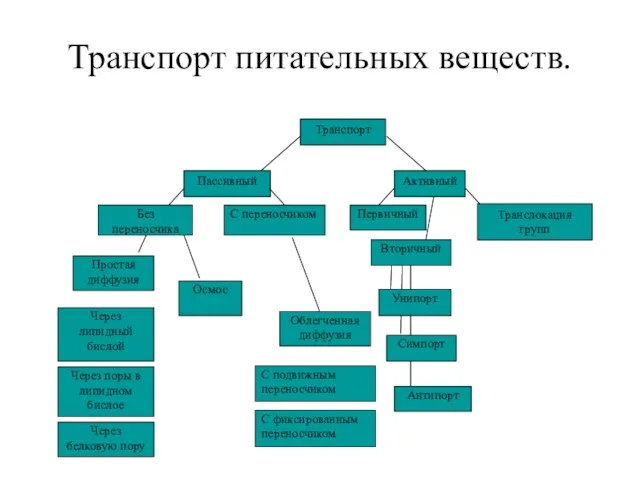 Транспорт питательных веществ. Транспорт Пассивный Активный Без переносчика С переносчиком Осмос Простая