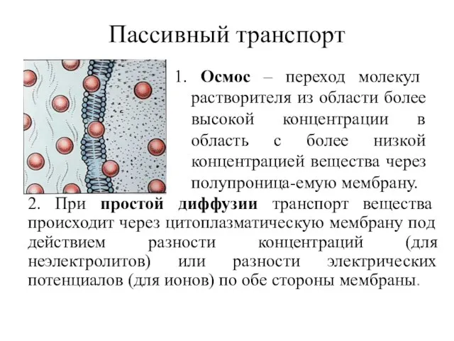 Пассивный транспорт 1. Осмос – переход молекул растворителя из области более высокой