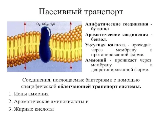 Пассивный транспорт Алифатические соединения - бутанол Ароматические соединения - бензол. Уксусная кислота