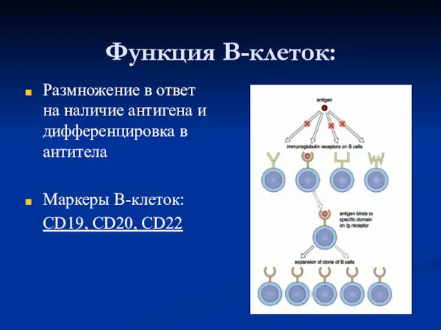 Функция В-клеток: Размножение в ответ на наличие антигена и дифференцировка в антитела