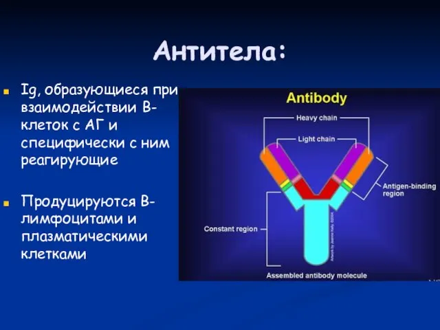 Антитела: Ig, образующиеся при взаимодействии В-клеток с АГ и специфически с ним