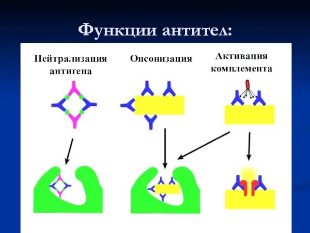 Функции антител: Нейтрализация антигена Опсонизация Активация комплемента