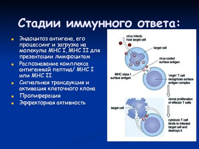 Стадии иммунного ответа: Эндоцитоз антигена, его процессинг и загрузка на молекулы MHC