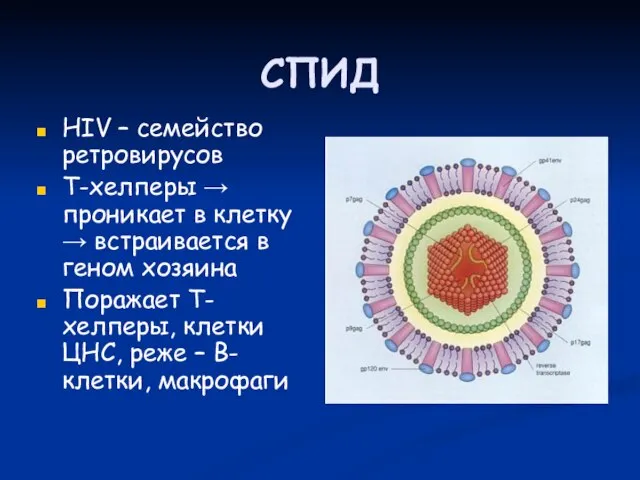 СПИД HIV – семейство ретровирусов Т-хелперы → проникает в клетку → встраивается