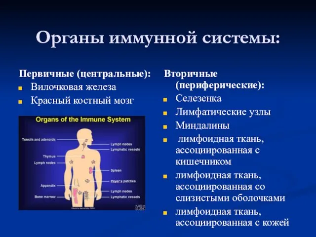 Органы иммунной системы: Первичные (центральные): Вилочковая железа Красный костный мозг Вторичные (периферические):