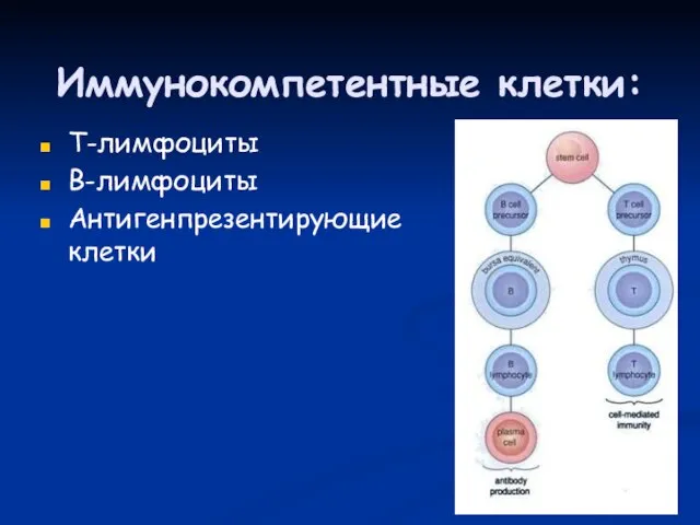 Иммунокомпетентные клетки: Т-лимфоциты В-лимфоциты Антигенпрезентирующие клетки