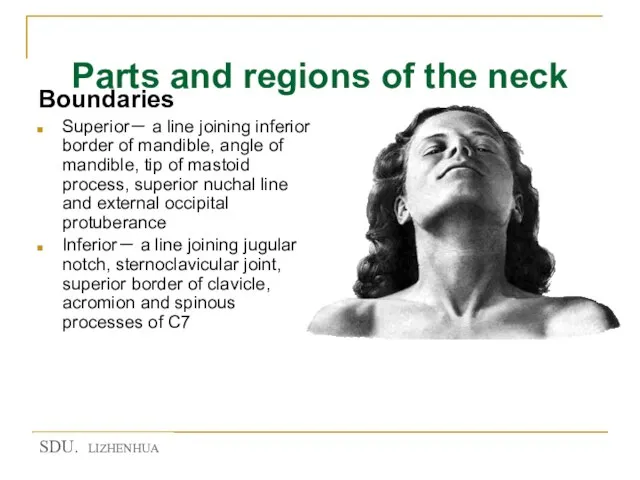 Parts and regions of the neck Boundaries Superior－ a line joining inferior