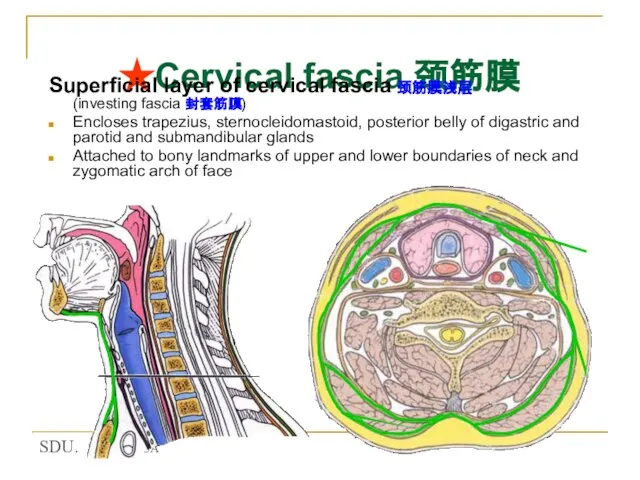 ★Cervical fascia 颈筋膜 Superficial layer of cervical fascia 颈筋膜浅层 (investing fascia 封套筋膜)