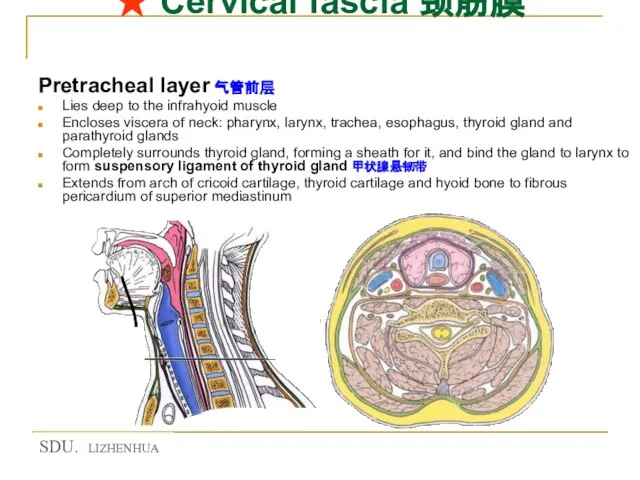 ★ Cervical fascia 颈筋膜 Pretracheal layer 气管前层 Lies deep to the infrahyoid