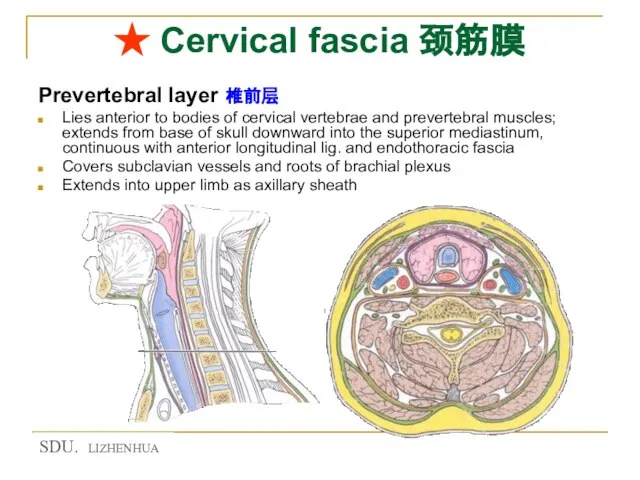 ★ Cervical fascia 颈筋膜 Prevertebral layer 椎前层 Lies anterior to bodies of