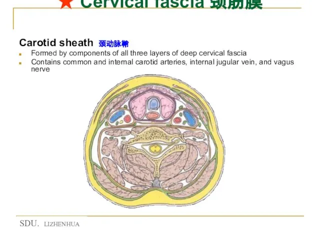 ★ Cervical fascia 颈筋膜 Carotid sheath 颈动脉鞘 Formed by components of all