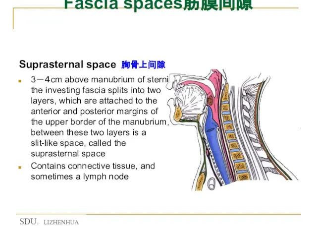 Fascia spaces筋膜间隙 Suprasternal space 胸骨上间隙 3－４cm above manubrium of sterni the investing