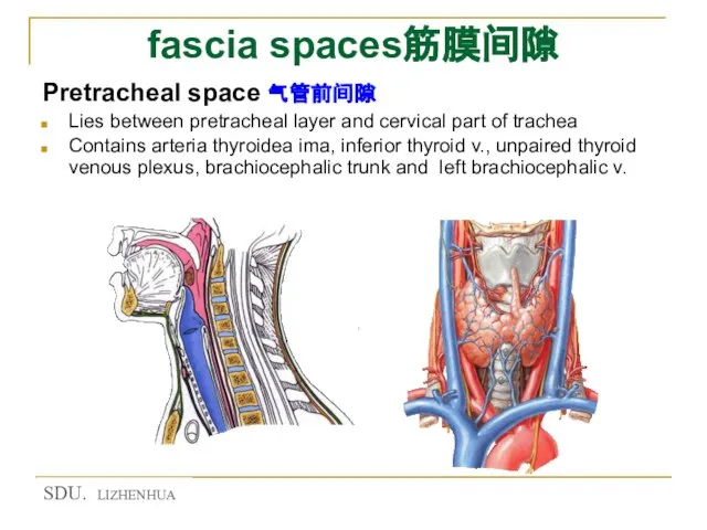 fascia spaces筋膜间隙 Pretracheal space 气管前间隙 Lies between pretracheal layer and cervical part