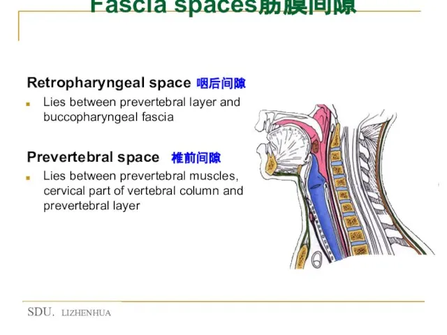 Fascia spaces筋膜间隙 Retropharyngeal space 咽后间隙 Lies between prevertebral layer and buccopharyngeal fascia