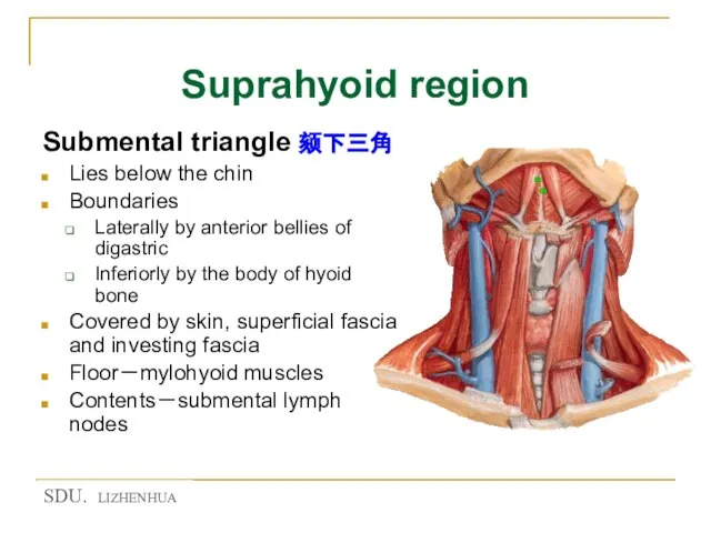 Suprahyoid region Submental triangle 颏下三角 Lies below the chin Boundaries Laterally by