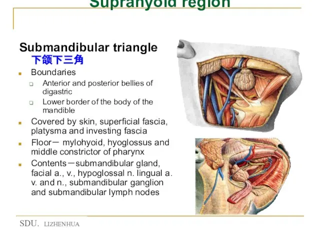 Suprahyoid region Submandibular triangle 下颌下三角 Boundaries Anterior and posterior bellies of digastric